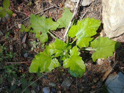 Adenocaulon bicolor, photographed by Drew Meyer