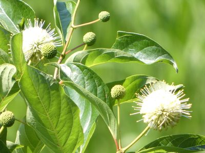 Cephalanthus occidentalis, photographed by kcthetc1
