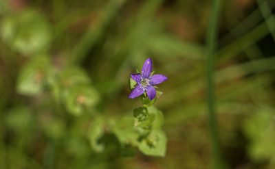 Triodanis perfoliata