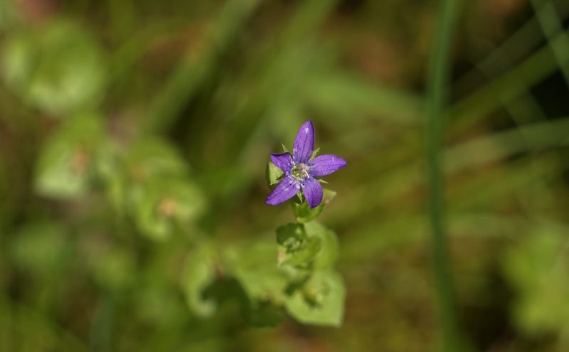 Triodanis perfoliata, photographed by stephen