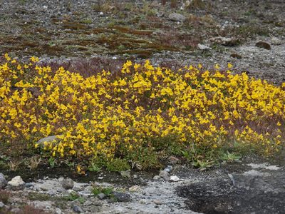 Erythranthe thermalis