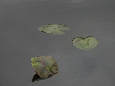 Nuphar polysepala, photographed by Josiah Londerée