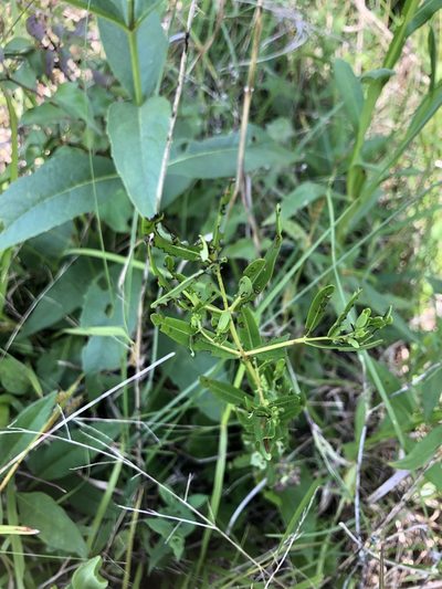 Hypericum sphaerocarpum, photographed by John Kees