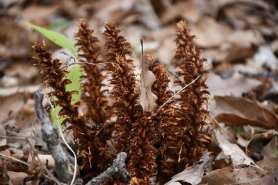 Conopholis alpina, photographed by Diana Fuentes