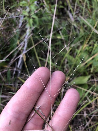 Panicum flexile, photographed by John Kees