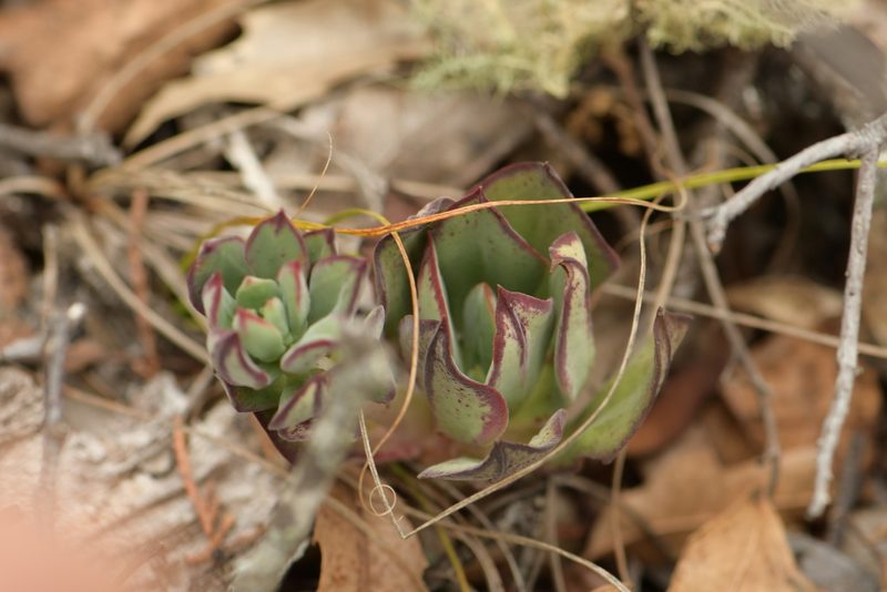 Echeveria nodulosa, photographed by Diana Fuentes