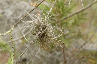 Tillandsia recurvata, photographed by Diana Fuentes