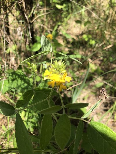 Rhynchosia tomentosa, photographed by John Kees