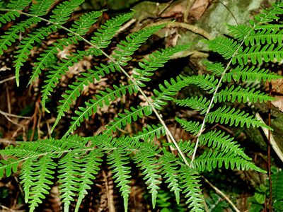 Pteris longipes, photographed by Jacy Chen