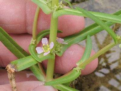 Ammannia robusta, photographed by Sam Kieschnick