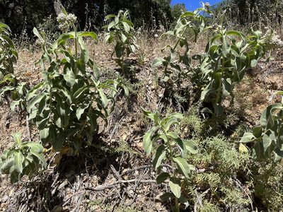 Asclepias eriocarpa, photographed by Kristen Nelson