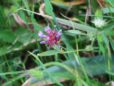 Trifolium willdenovii, photographed by Erin Springinotic