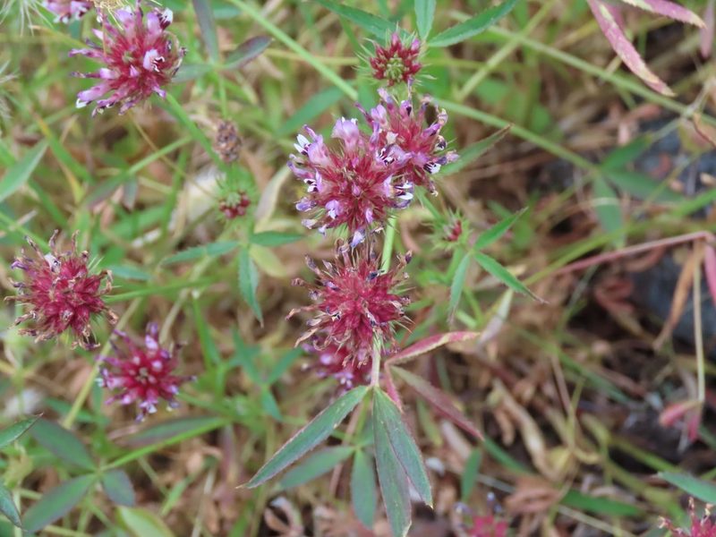 Trifolium willdenovii, photographed by Erin Springinotic