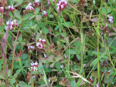 Trifolium variegatum, photographed by Erin Springinotic