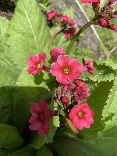 Primula japonica, photographed by Leah Fulton