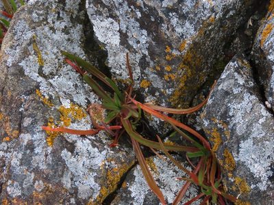Plantago maritima, photographed by Erin Springinotic