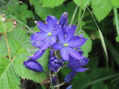 Camassia leichtlinii