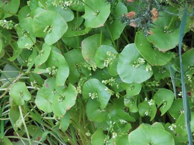 Claytonia perfoliata, photographed by Erin Springinotic