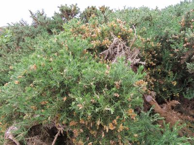 Ulex europaeus, photographed by Erin Springinotic