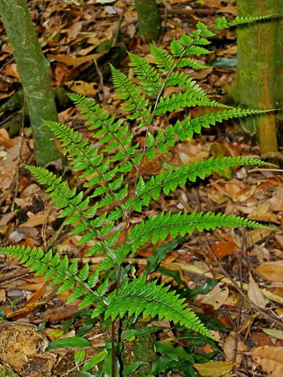 Athyrium erythropodum, photographed by Jacy Chen
