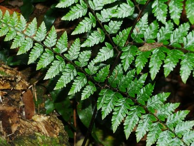 Athyrium erythropodum, photographed by Jacy Chen