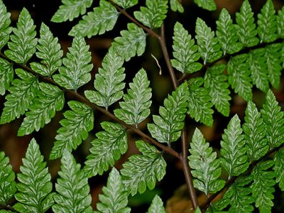 Athyrium erythropodum, photographed by Jacy Chen