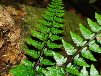 Athyrium erythropodum, photographed by Jacy Chen