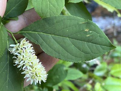 Itea virginica, photographed by Brian Finzel