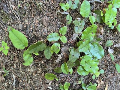 Epigaea repens, photographed by Brian Finzel