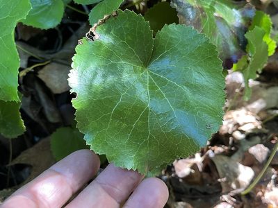 Galax urceolata
