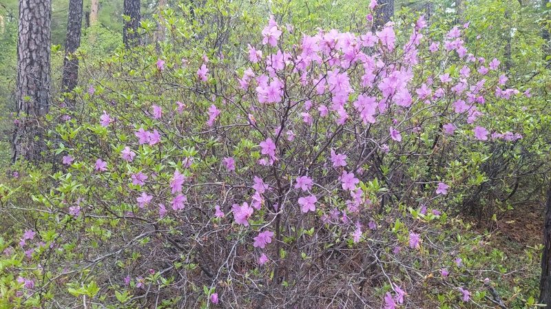 Rhododendron dauricum, photographed by Ochirnima Nimaev