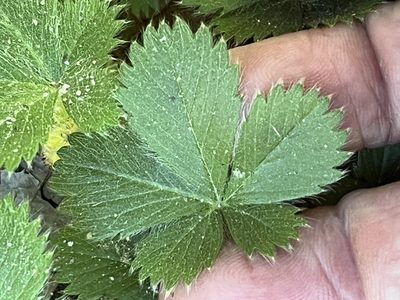 Potentilla canadensis, photographed by Brian Finzel