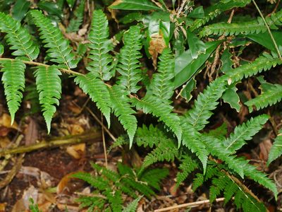 Polystichum scariosum, photographed by Jacy Chen