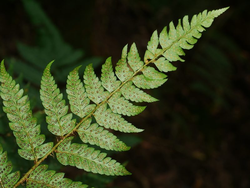 Polystichum scariosum, photographed by Jacy Chen