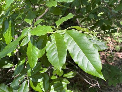 Oxydendrum arboreum, photographed by Brian Finzel