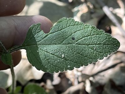 Scutellaria elliptica, photographed by Brian Finzel