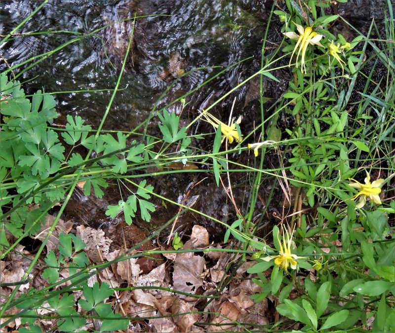 Aquilegia chrysantha, photographed by Annika Lindqvist