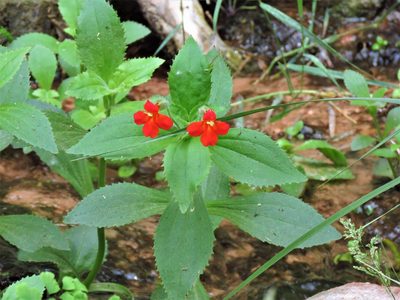 Erythranthe verbenacea