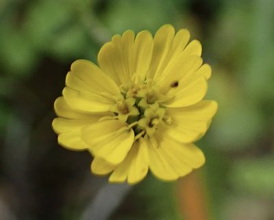 Anisocarpus madioides, photographed by Cricket Raspet