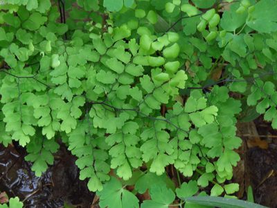 Adiantum capillus-veneris, photographed by Annika Lindqvist