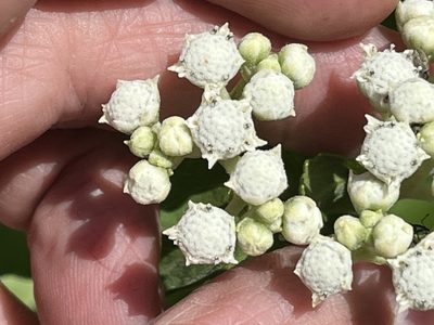 Parthenium integrifolium, photographed by Brian Finzel
