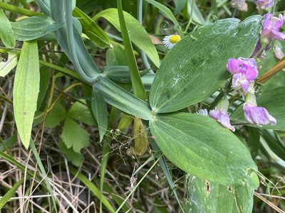 Lathyrus latifolius, photographed by Brian Finzel