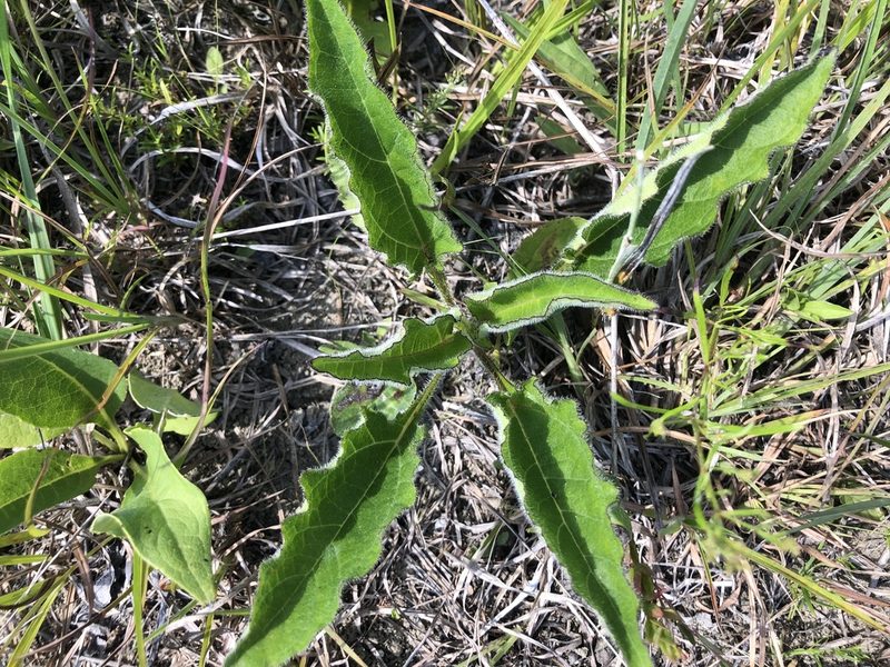 Helianthus atrorubens, photographed by John Kees