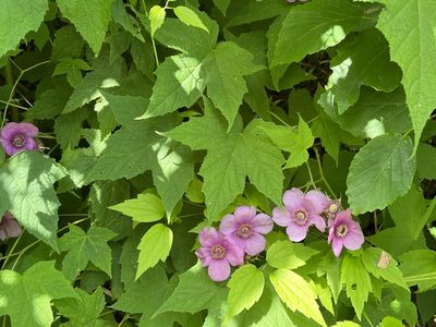 Rubus odoratus, photographed by Brian Finzel