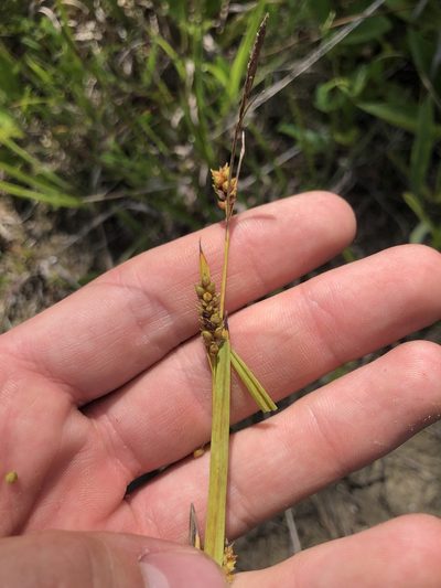 Carex microdonta, photographed by John Kees