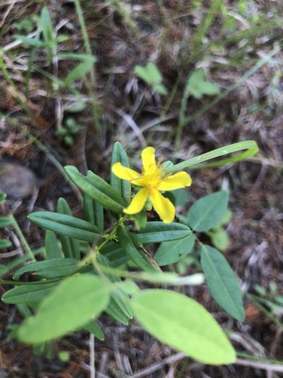 Hypericum sphaerocarpum, photographed by John Kees