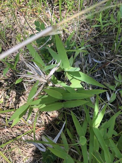Gymnopogon ambiguus, photographed by John Kees