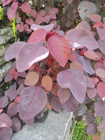Euphorbia cotinifolia, photographed by Peter Andersen