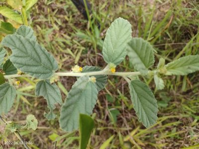 Waltheria indica, photographed by Ong Jyh Seng