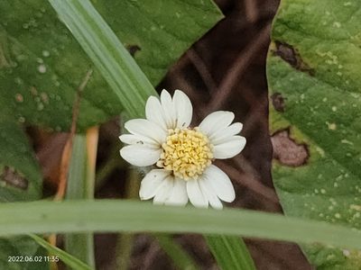 Tridax procumbens, photographed by Ong Jyh Seng